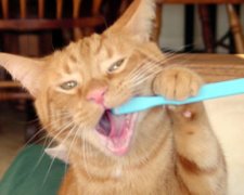 BB brushes his teeth!