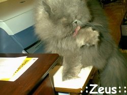 Zeus enjoying the no cats zone