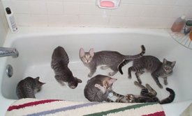 Rub a dub dub, six kitties in a tub