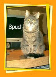 Spud