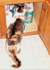 Freya exploring bathroom cabinet