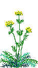 Yarrow