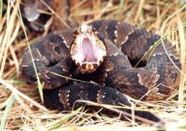 Cottonmouth moccasin