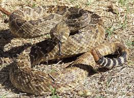 Graphic of Eastern Diamondback