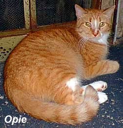 Opie