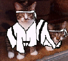 Ninja Twins maintain warrior pose of vigilance at Tao of Meow