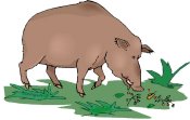 Pig graphic