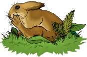 Rabbit graphic