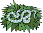 Snake graphic